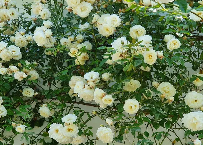 Boutique Bonjour Oda ve Kahvaltı 4*